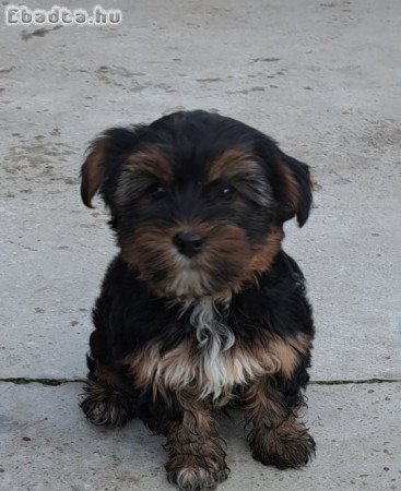 Eladó yorkie poo