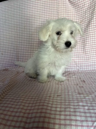 Bichon havanese