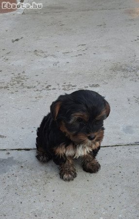 Eladó yorkie poo