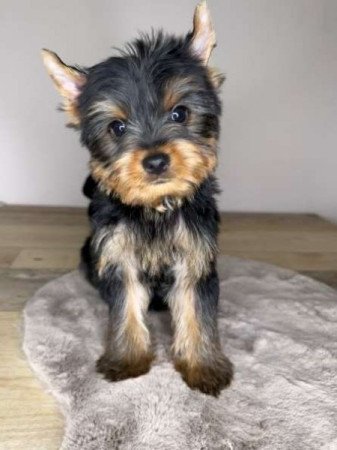 Yorkshire terrier