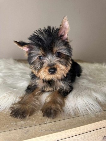 Mini Yorkshire terrier