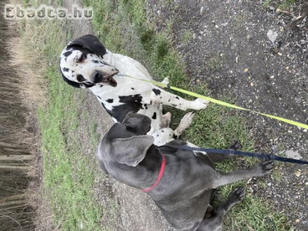 Német dog kiskutyák gazdit keresnek!