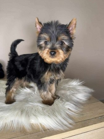 Yorkshire terrier