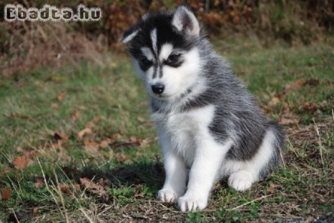 Chiot szibériai husky lof