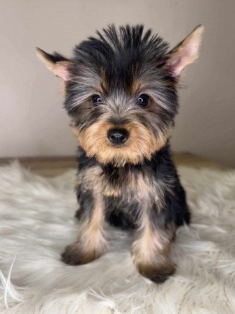 Mini Yorkshire terrier