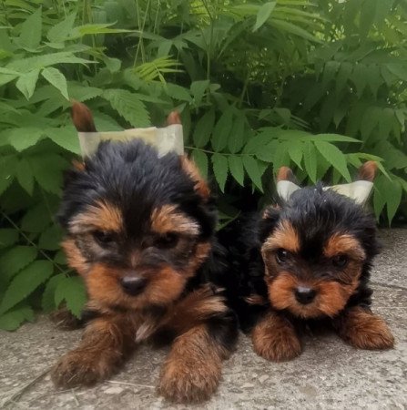 Yorkshire terrier