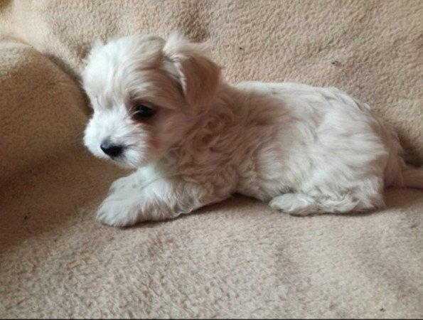 Bichon havanese