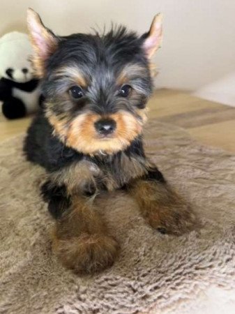 Yorkshire terrier