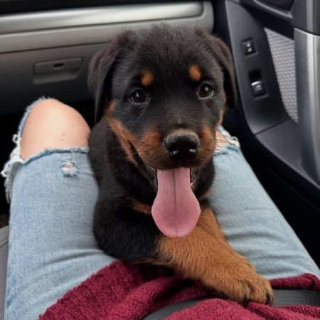 Rottweiler