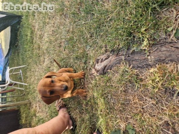 Eladó fajtiszta tacskó kutyus