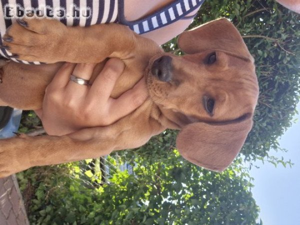 Eladó fajtiszta tacskó kutyus