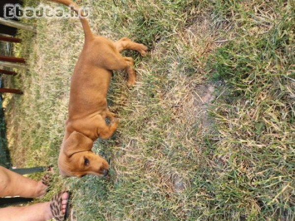 Eladó fajtiszta tacskó kutyus