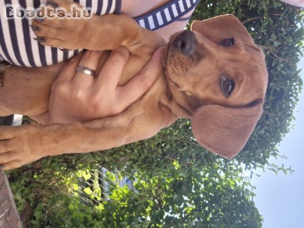 Eladó fajtiszta tacskó kutyus