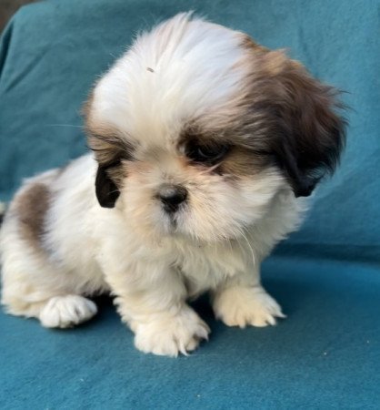 Shih-tzu