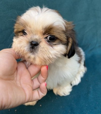 Shih-tzu