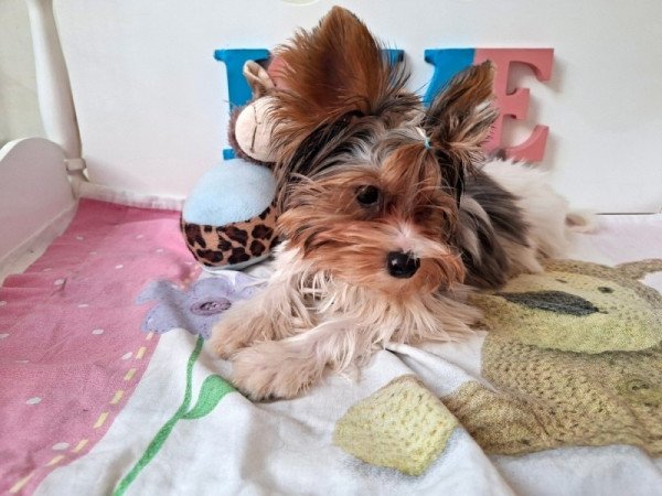 Yorkshire terrier