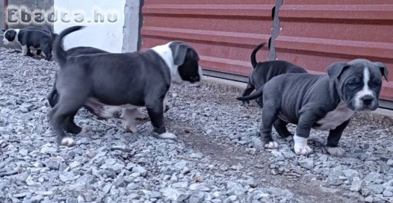 american bully kiskutyák