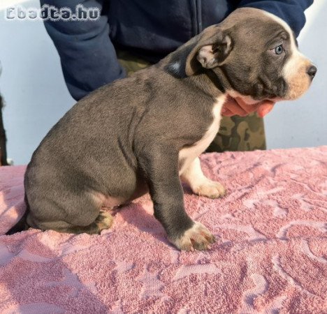 american bully kiskutyák