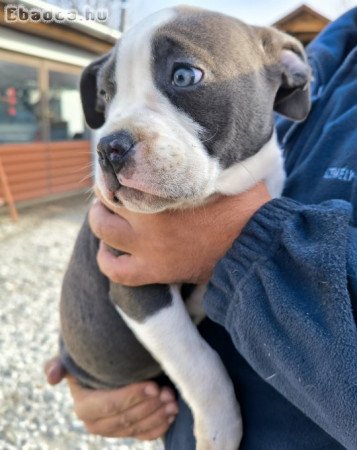 american bully kiskutyák