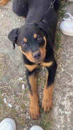 Rottweiler