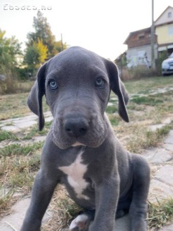 Német dog kiskutyák