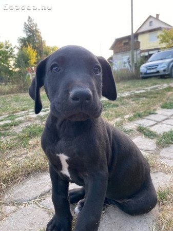 Német dog kiskutyák