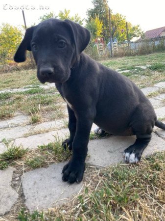 Német dog kiskutyák