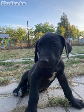 Német dog kiskutyák