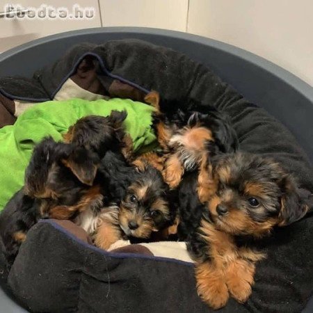 Gyönyörű Yorkshire Terrier kölykök