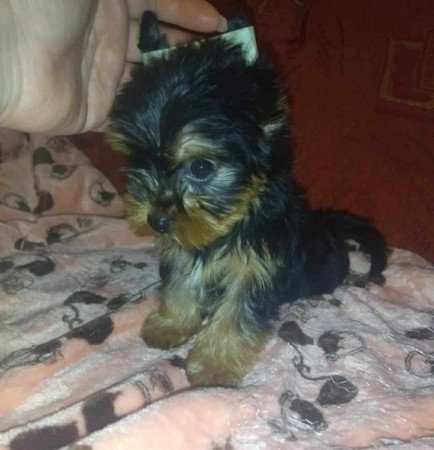 Yorkshire terrier