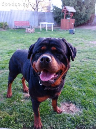 Rottweiler ivaros kan kutya ingyen elvihető