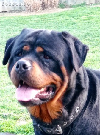 Rottweiler ivaros kan kutya ingyen elvihető