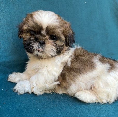 Shih-tzu