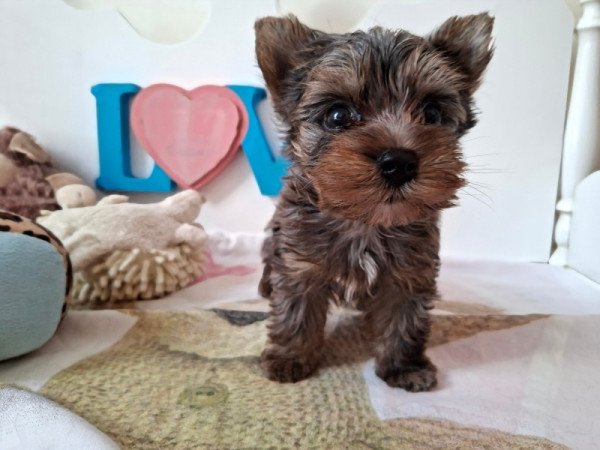 Yorkshire terrier
