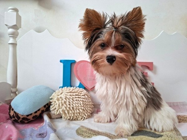 Yorkshire terrier