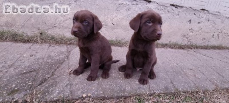 Labrador kiskutya