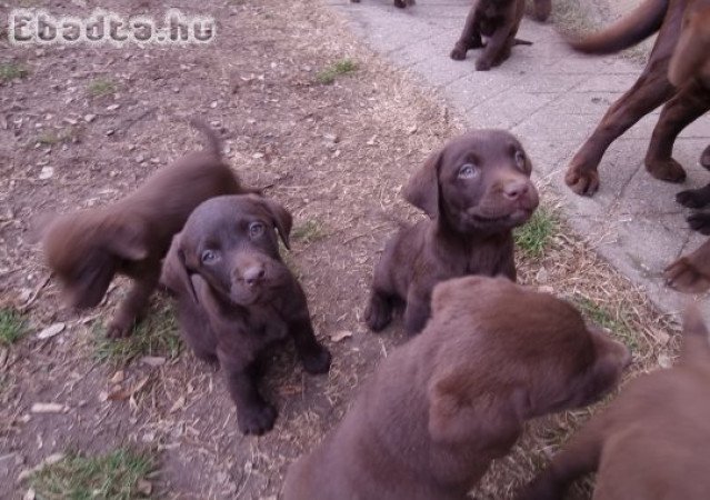 Labrador kiskutya