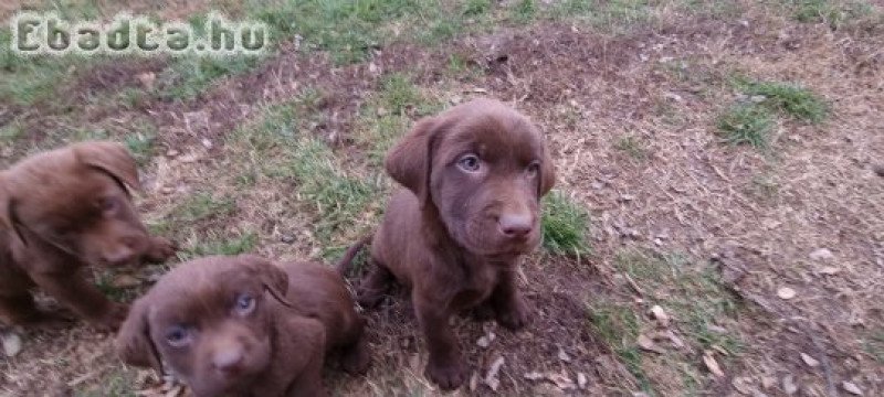 Labrador kiskutya