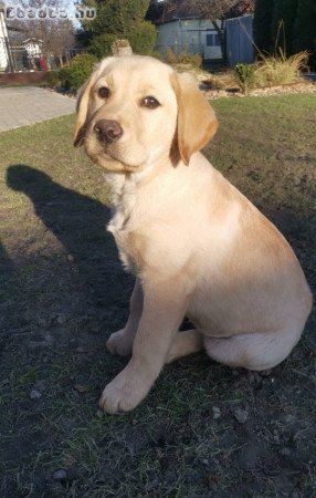 Labrador fajtatiszta jellegű kislány eladó!