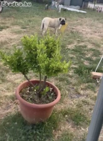 Eladó Bullmasztiff