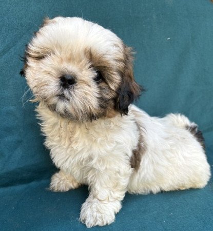 Shih-tzu