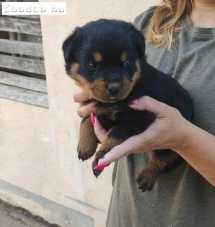 Fajtiszta Rottweiler Kiskutya oltva,Féregtelenítve