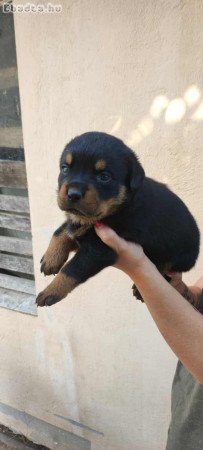 Fajtiszta Rottweiler Kiskutya oltva,Féregtelenítve
