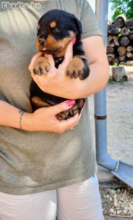 Fajtiszta Rottweiler Kiskutya oltva,Féregtelenítve