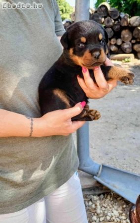 Fajtiszta Rottweiler Kiskutya oltva,Féregtelenítve
