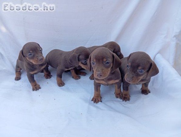 Csoki cser tacskó kiskutyák