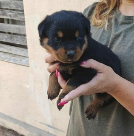 Rottweiler