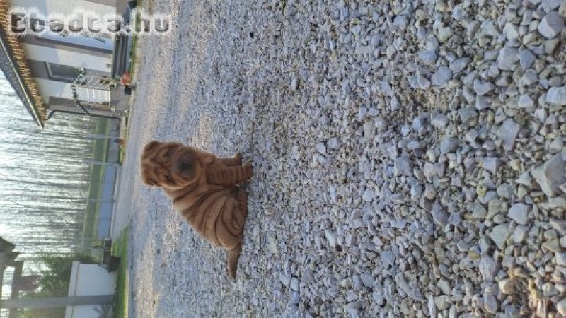 Gyönyörű Shar-pei kisfiú gazdit keres