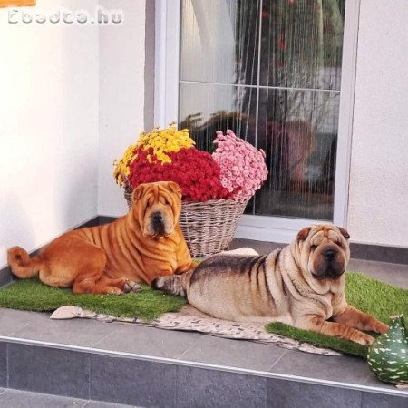 Gyönyörű Shar-pei kisfiú gazdit keres