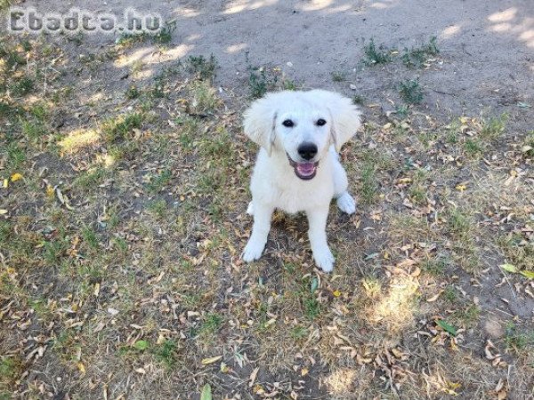 Kuvasz kiskutya